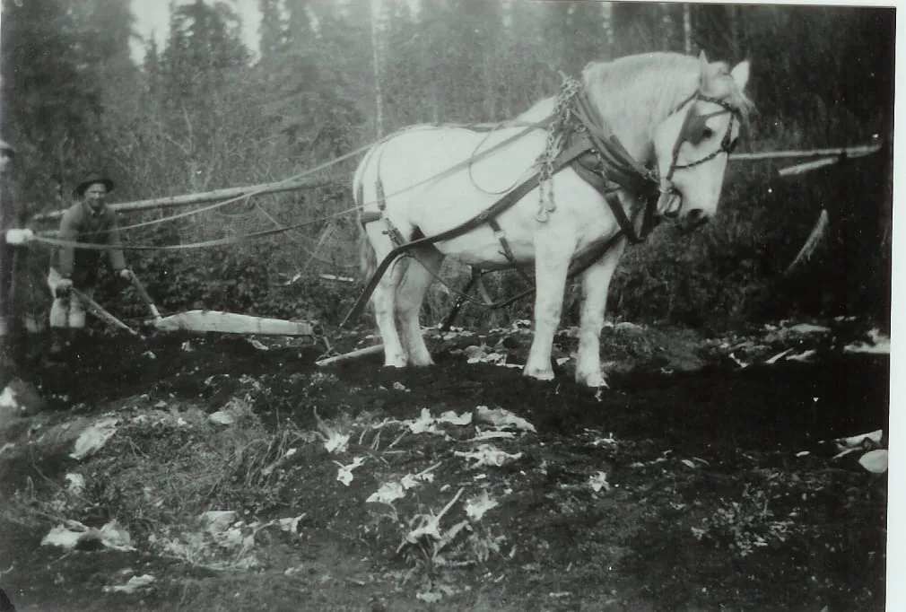 Plowing the garden behind the cottage